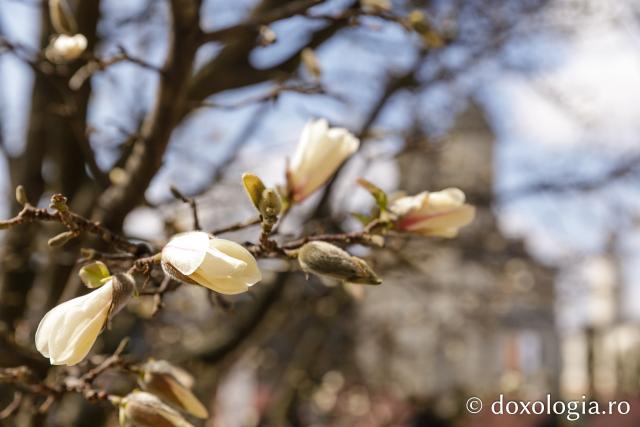 Flori de magnolii Mănăstirea Sfintii Trei Ierarhi