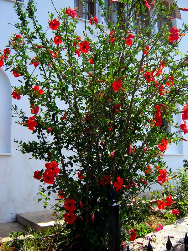 Florile Sfântului Ierarh Nectarie de la Eghina