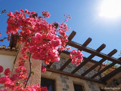 Florile Sfântului Ierarh Nectarie / Foto: Magda Buftea Florile Sfântului Ierarh Nectarie