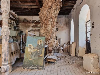 Copacul Sfântului Cuvios Efrem Sirul / Foto: Magda Buftea Copacul Sfântului Cuvios Efrem Sirul