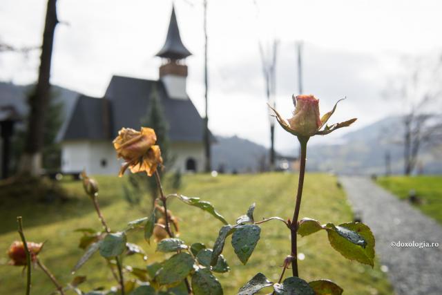 trandafiri în curtea Mănăstirii Lupșa