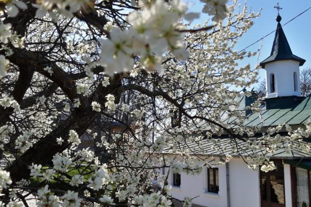 (Foto) Floriile la Mănăstirea Tuturor Sfinților Bucium