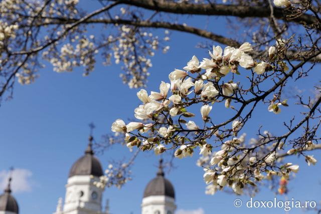 Flori de magnolii Catedrala Mitropolitană din Iași