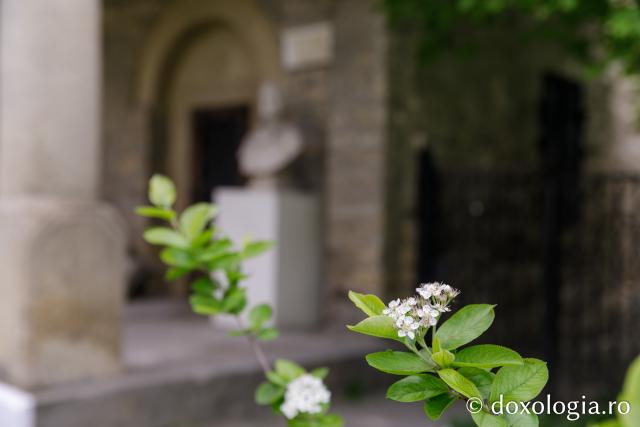 Pomi în floare în curtea Mănăstirii Golia