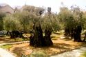 copaci din Gradina Ghetsimani